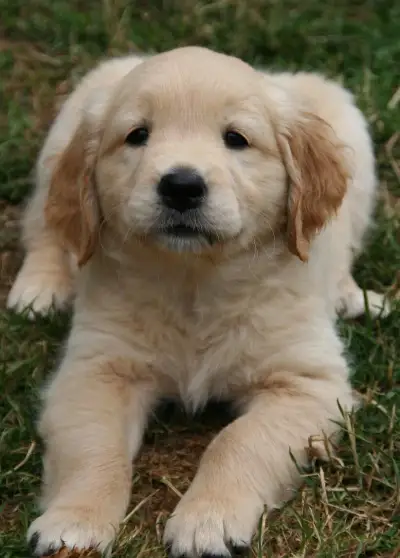 zlatý retriever