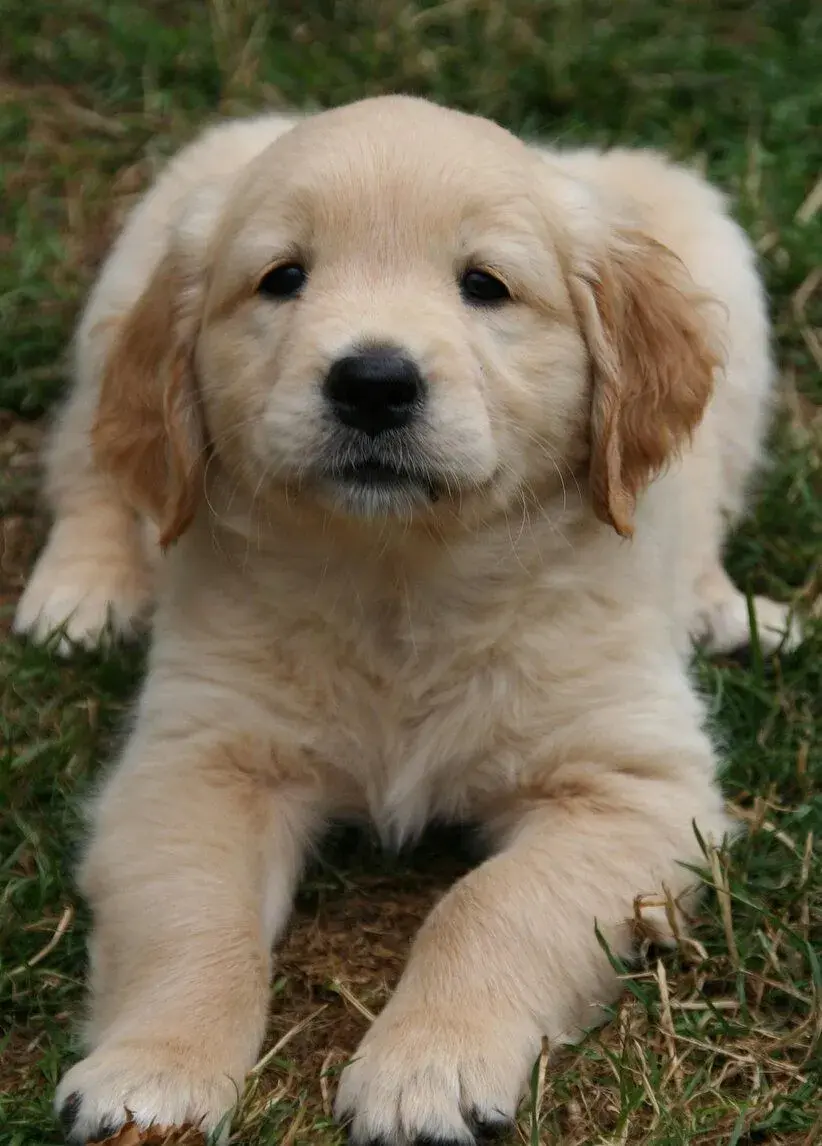 zlatý retriever