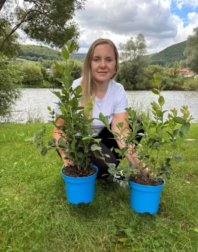 Sadenice čučoriedky kanadské a brusnice
