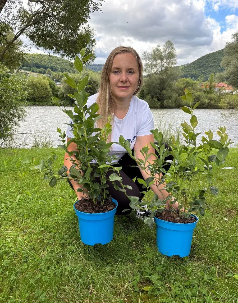 Sadenice čučoriedky kanadské a brusnice