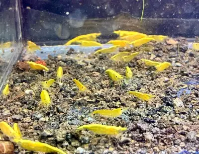 krevetky Neocaridina + rastlinky do akvária