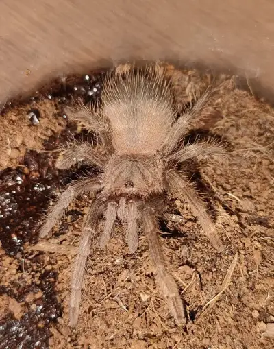 Lasiodora parahybana