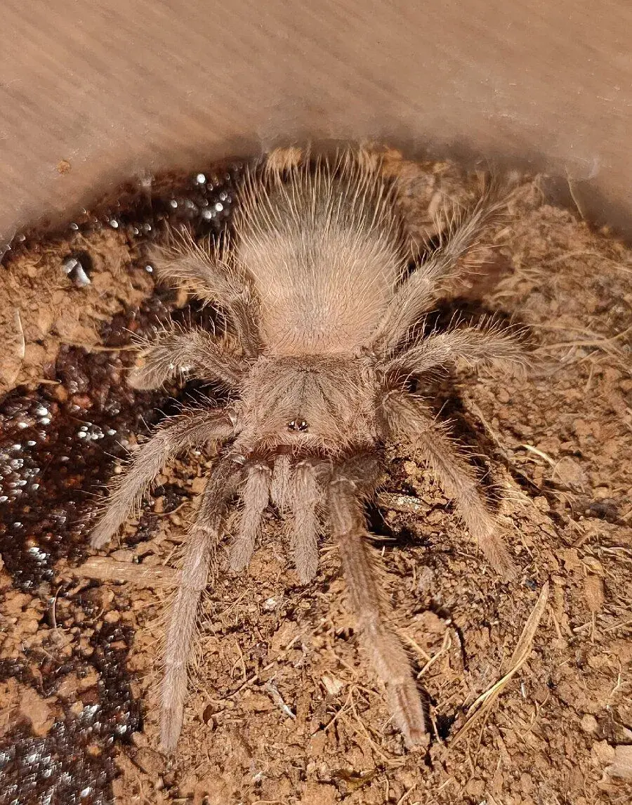 Lasiodora parahybana