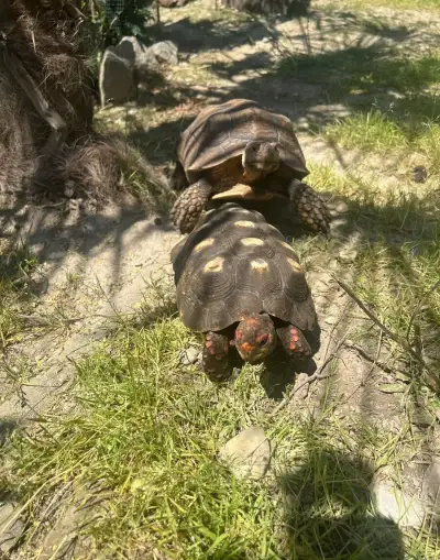 Korytnačka uhoľná " Cherry Head" a sulcata
