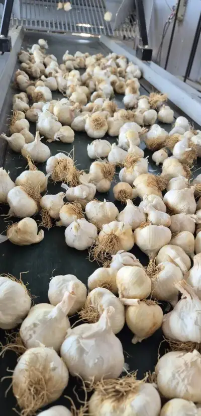 CESNAK