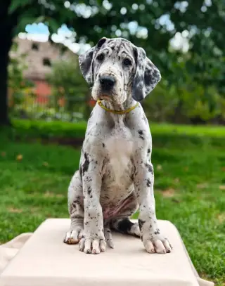 Nemecká doga s PP