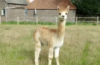 ALPAKA