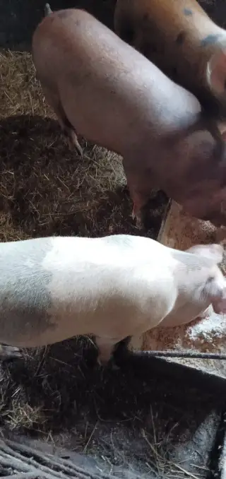 Prasata