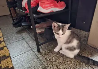 maciatka