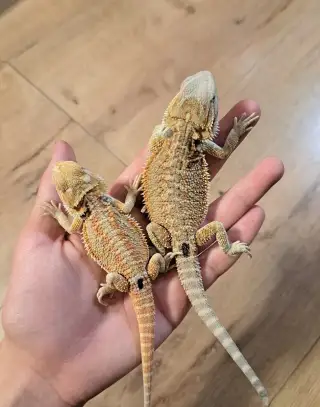 Agama bradatá - mláďatá - Pogona vitticeps