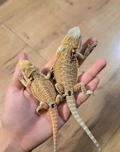 Agama bradatá - mláďatá - Pogona vitticeps