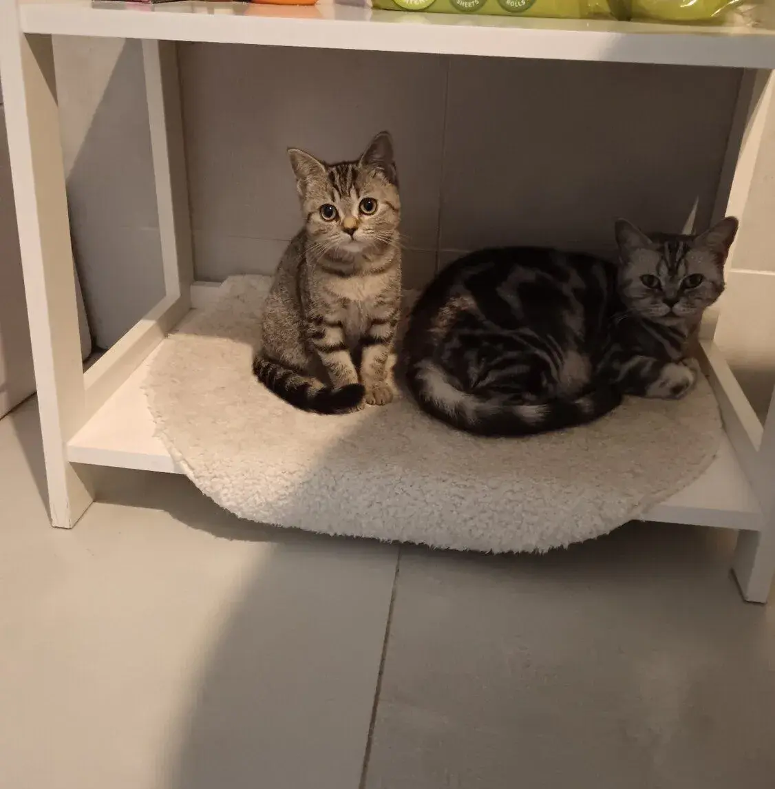 Britska whiskas