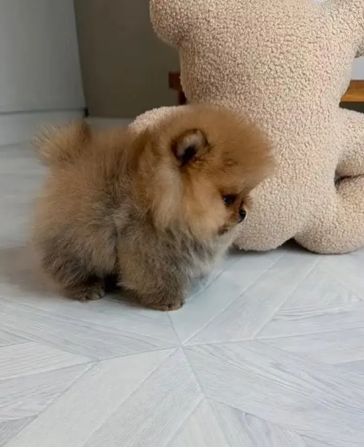 Pomeranian