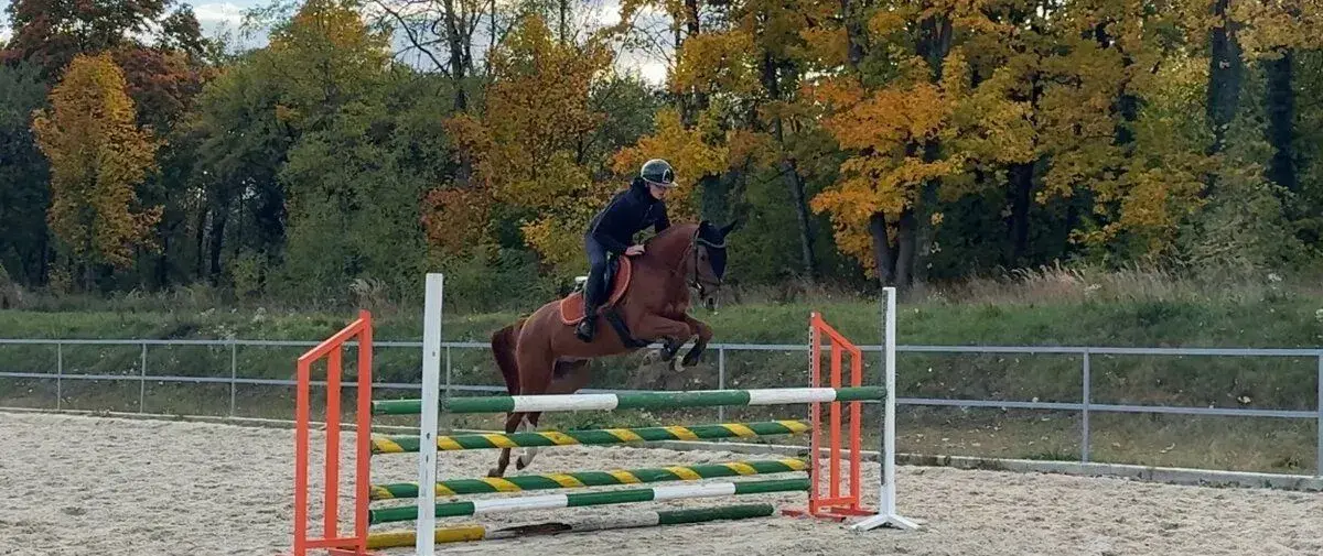 Talentovaný Pony valach