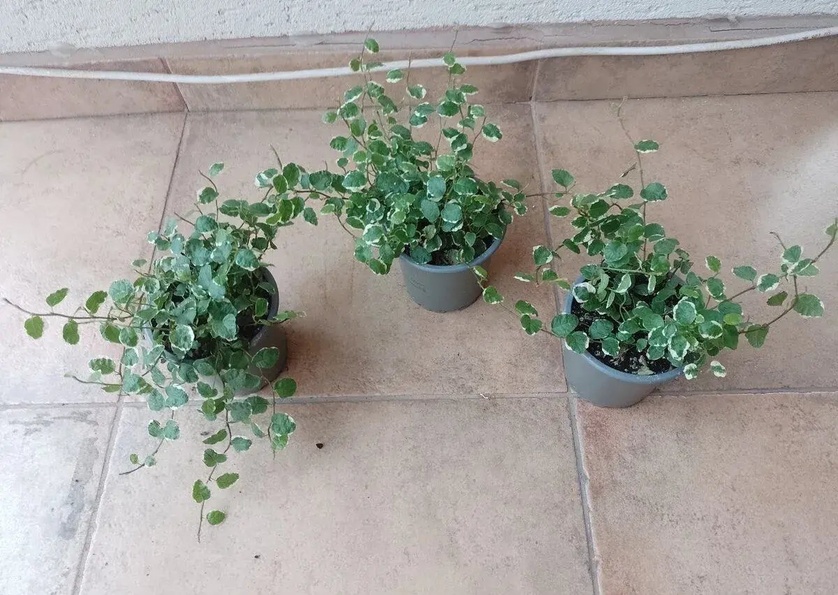 Ficus pumila panašový1ks/3,90€+packeta