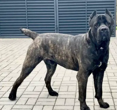 Psíka Cane Corso s PP