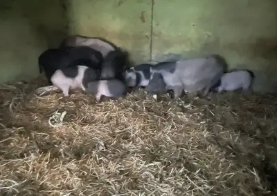 Vietnamske prasiatka štvormesačné.