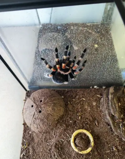Tarantula - vtáčkar