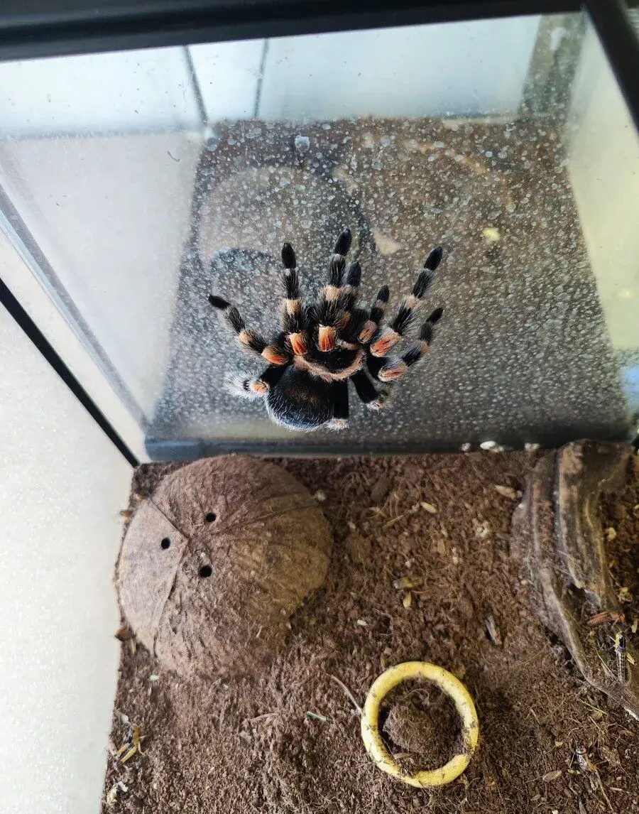 Tarantula - vtáčkar