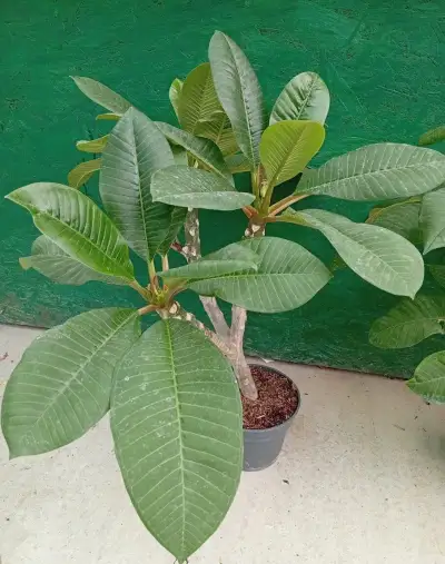 Plumeria