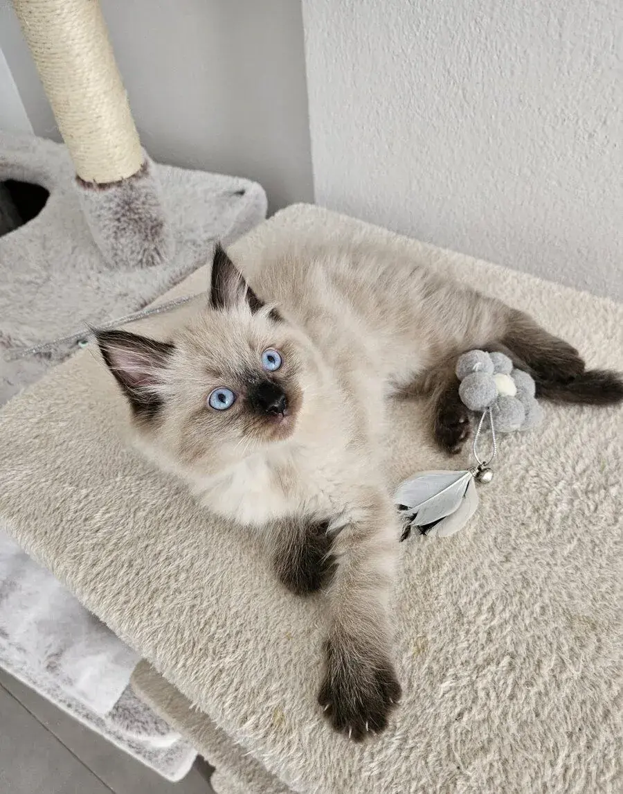 Ragdoll mačiatko