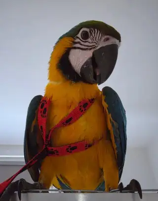 Ara Ararauna