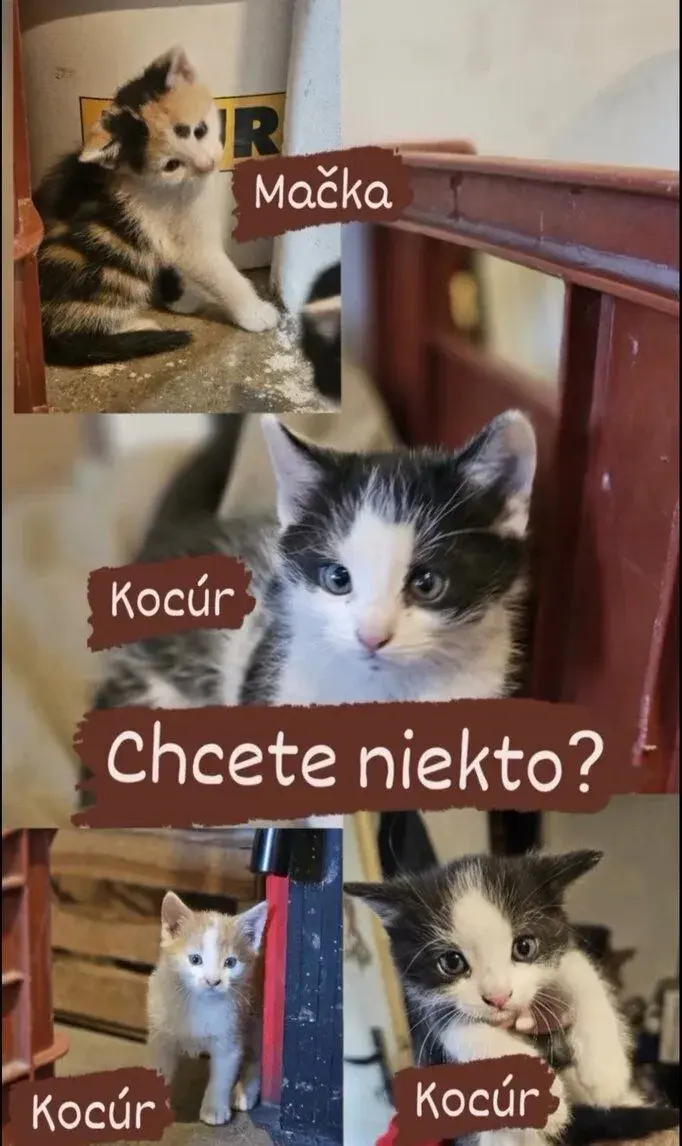 Darujem maciatka