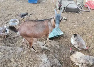 Holandské mini kozičky