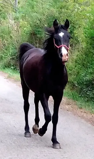 Shagya arabček