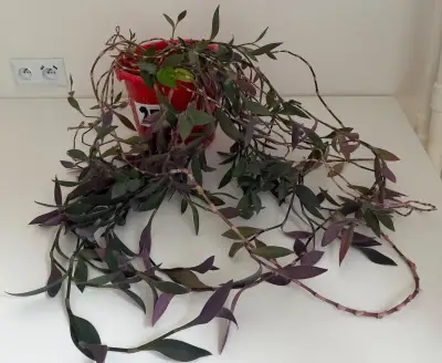 Izbová rastlina Tradescantia č.25 za 17eur