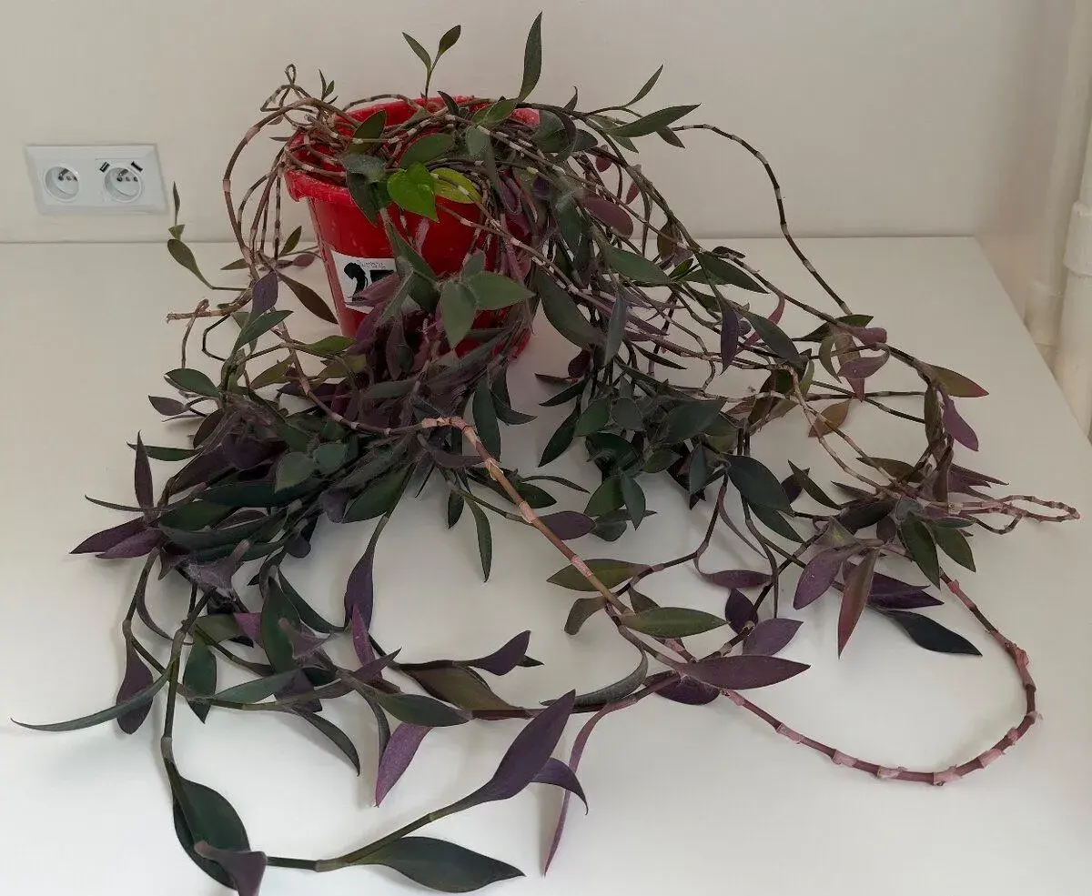 Izbová rastlina Tradescantia č.25 za 17eur