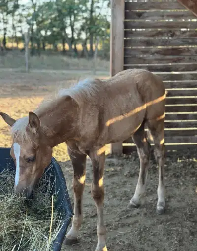 Krásneho polovičného QH
