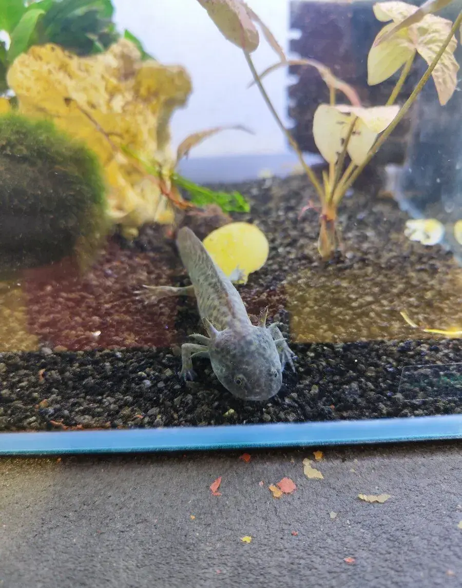 Axolotl
