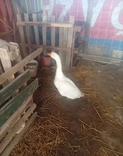 Gunára