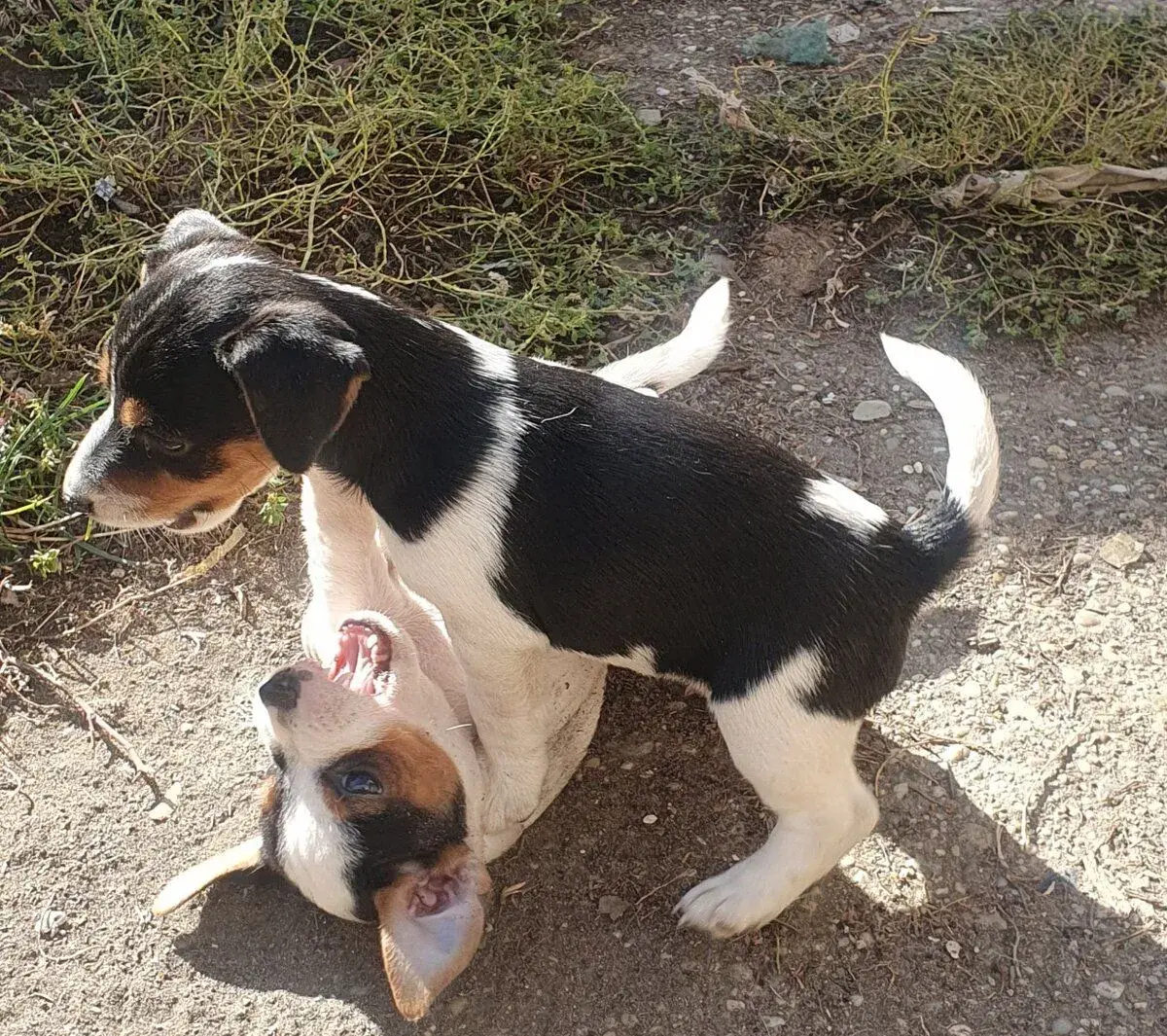 Jack Russel