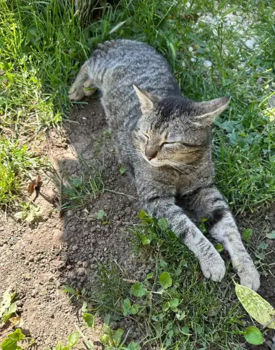 Darujem kocúrika zhruba 1rok starý
