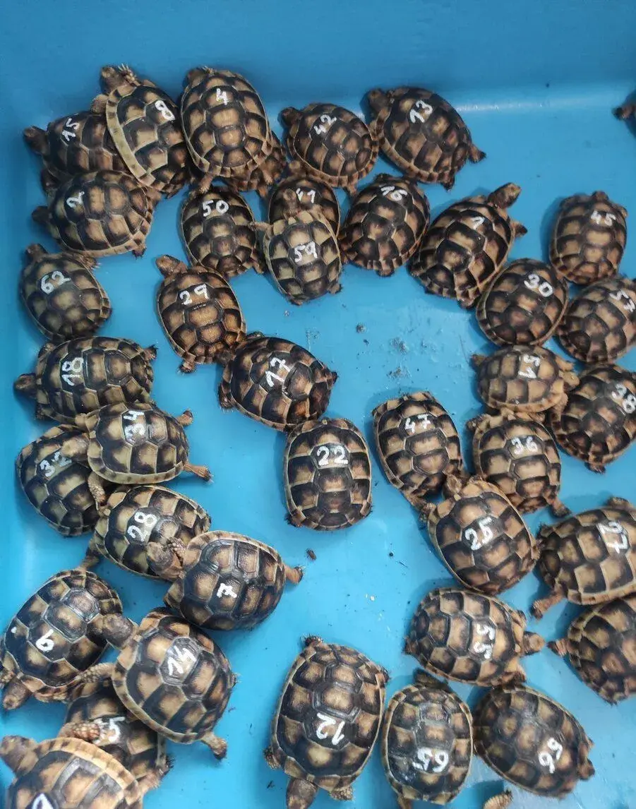Suchozemská korytnačka -Na predaj: vlastné odchovy.