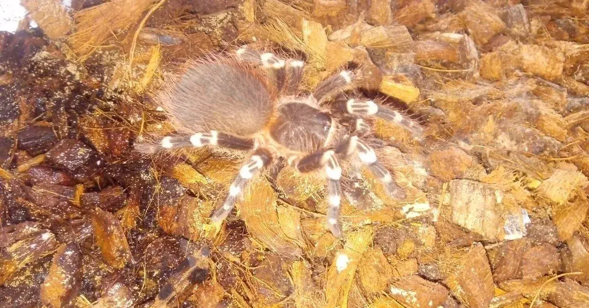 Acanthoscurria geniculata