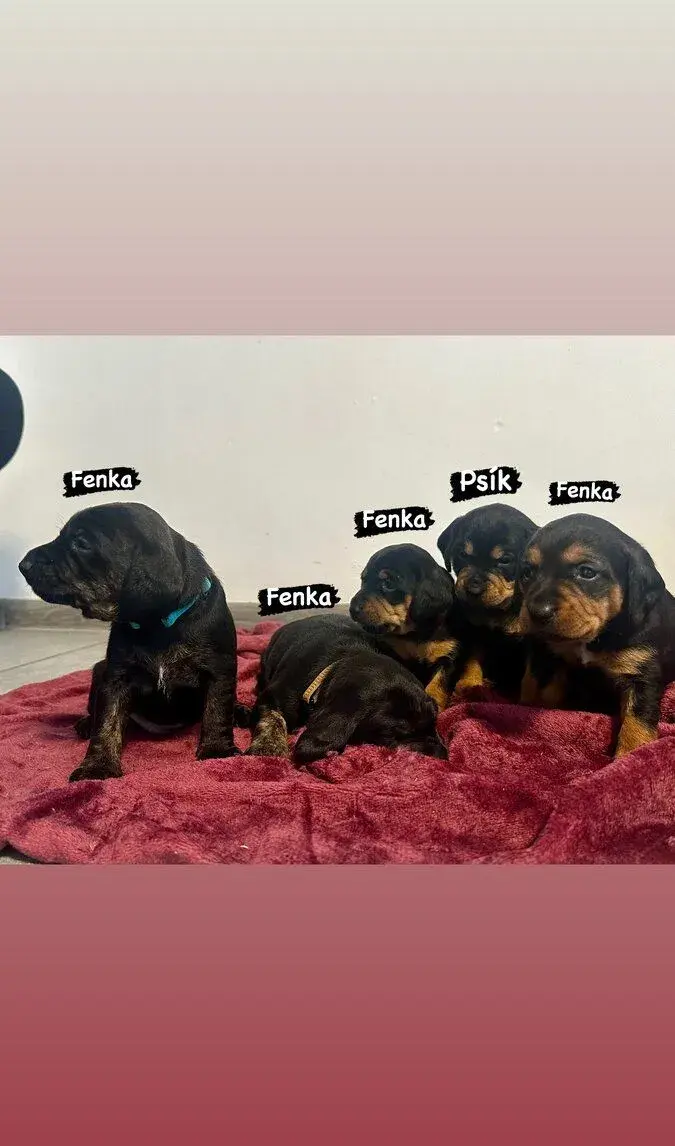 Šteniatka na predaj 4 fenky a 1 psík