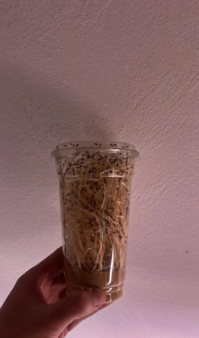 Octomilky hydei top vynos