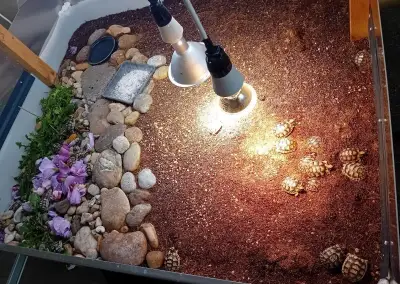 Suchozemske korytnačky testudo marginata.