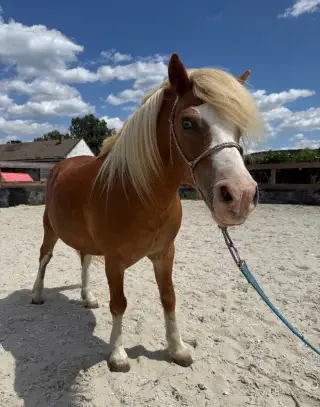 Welsh mountain pony