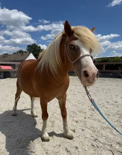 Welsh mountain pony