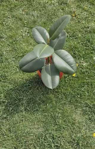 Fikus Kaucukovy, Monstera, Svokrin jazyk