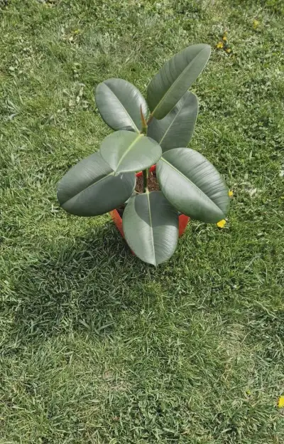 Fikus Kaucukovy, Monstera, Svokrin jazyk