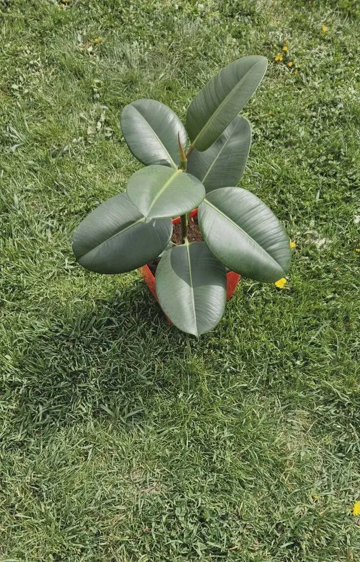 Fikus Kaucukovy, Monstera, Svokrin jazyk