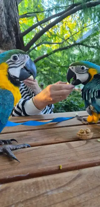 Ara ararauna