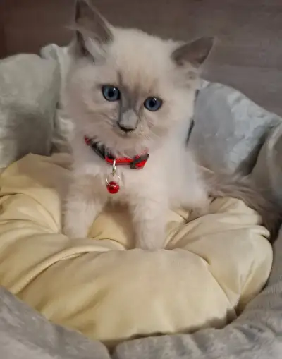 Ragdoll mačiatka