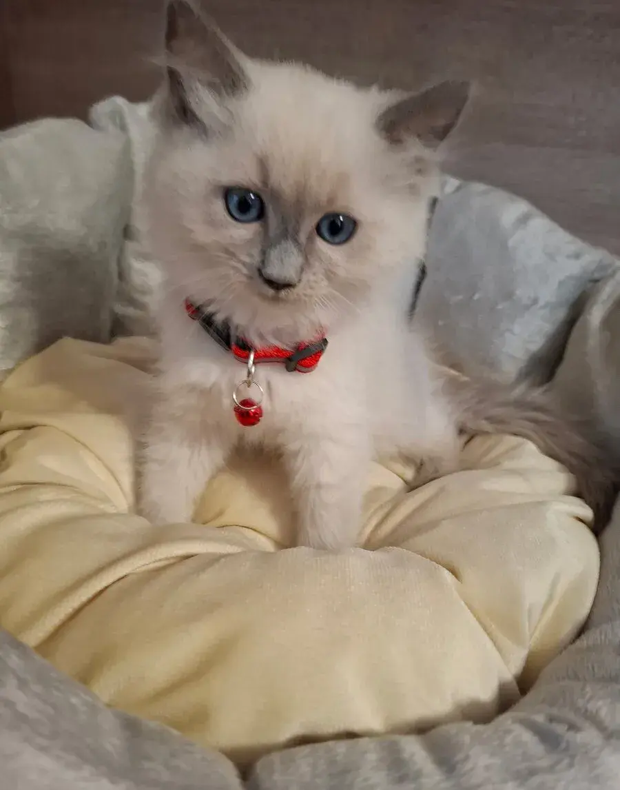 Ragdoll mačiatka