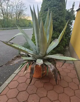 Darujem kaktus